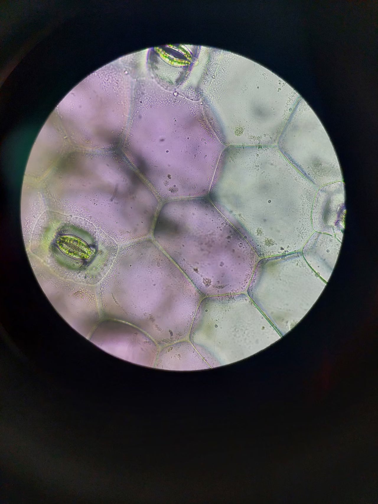 A detailed close-up of plant cells featuring stomata, captured through a microscope lens.
